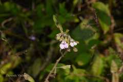 Impatiens scabriuscula